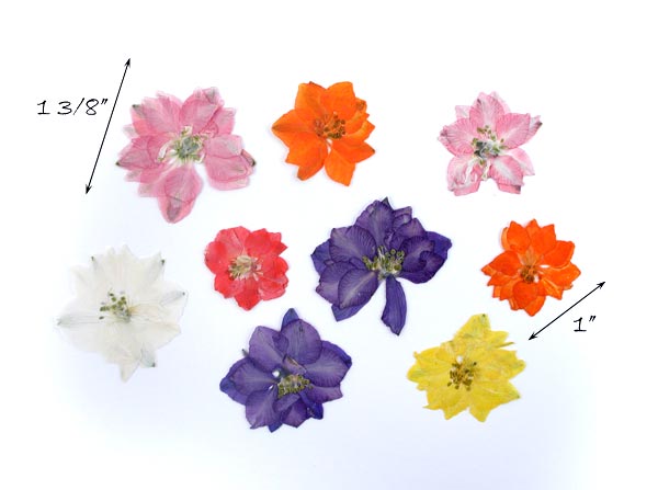 sandie trams larkspur graphics